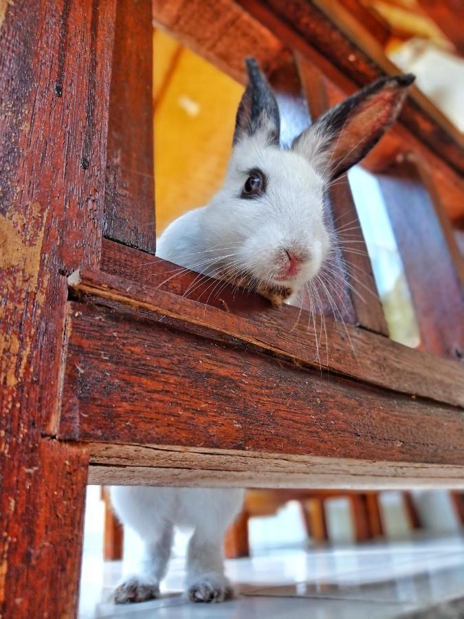גילי אייר Follow The Rabbit Bungalow מראה חיצוני תמונה